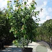 Acer rubrum 200-250 cm container meerstammig