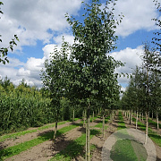 Alnus cordata 20-25 HO draadkluit 3 X verplant