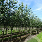 Alnus glutinosa 12-14 HO draadkluit 3 X verplant