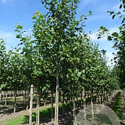 Alnus incana 12-14 HO draadkluit 3 X verplant
