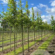 Alnus incana 16-18 HO draadkluit 3 X verplant