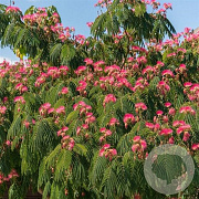 Albizia julibrissin 'Rouge de TuilliÃ¨re' 10-12 cm container