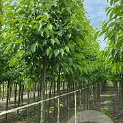Alnus spaethii 12-14 HO draadkluit 3 X verplant