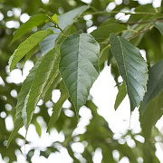 Alnus spaethii 16-18 HO draadkluit 3 X verplant