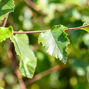 Betula pubescens 18-20 HO draadkluit 3 X verplant
