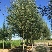 Betula p. 'Zwitsers Glorie' 12-14 cm container