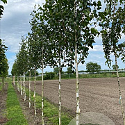 Betula utilis 'Doorenbos' 16-18 HO draadkluit 3 X verplant