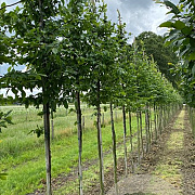 Carpinus betulus 18-20 HO draadkluit 3 X verplant
