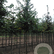Carpinus betulus 18-20 HO draadkluit 3 X verplant