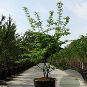 Carpinus betulus 200-250 cm container meerstammig