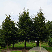 Carpinus betulus 20-25 HO draadkluit 3 X verplant