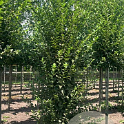 Carpinus bet. 'Fastigiata' 10-12 cm draadkluit BEVEERD
