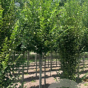 Carpinus bet. 'Fastigiata' 12-14 HO draadkluit 3 X verplant