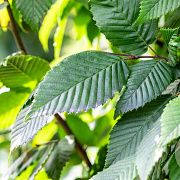 Carpinus bet. 'Lucas' 16-18 HO draadkluit 3 X verplant