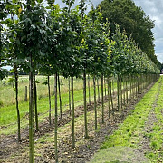 Carpinus bet. 'Lucas' 18-20 HO draadkluit 3 X verplant