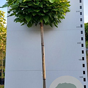 Catalpa bignonioides 'Nana' 12-14 cm container