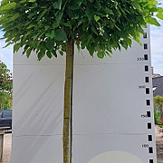 Catalpa bignonioides 'Nana' 14-16 cm container