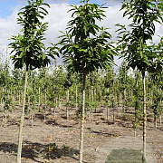 Castanea sativa 12-14 HO draadkluit 3 X verplant
