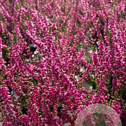 Calluna v. 'Allegretto' GM P9.5 2 jaar