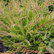 Calluna v. 'Blazeaway' GM P9.5