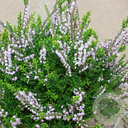 Calluna v. 'Easter-bonfire' GM P9.5 2 jaar