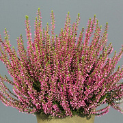 Calluna v. 'Juliette' GM P10,5