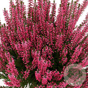 Calluna v. 'Lioba' GM P10,5