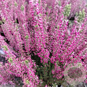 Calluna v. 'Lore' GM P10,5
