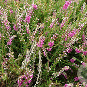 Calluna v. 'Red Favorite' GM P9.5 2 jaar