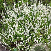 Calluna v. 'Spring Cream' GM P9.5 2 jaar