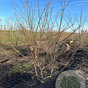 Cornus kousa chinensis 200-250 cm container meerstammig