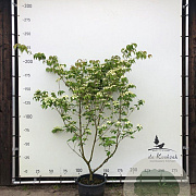 Cornus kousa chinensis 200-250 cm container meerstammig
