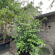 Cornus kousa chinensis 250-300 cm container meerstammig