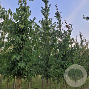 Cornus mas 10-12 HO draadkluit 2 X verplant