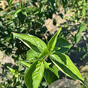 Cornus mas 200-250 cm container meerstammig