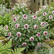 Daphne odora GM C5