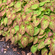 Epimedium gr. 'Akakage' GM C1.5