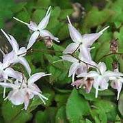 Epimedium gr. 'Akebono' GM C1.5