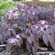 Epimedium gr. 'Dark Beauty' GM C1.5