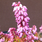 Erica carn. 'Ann Sparkes' GM P9.5