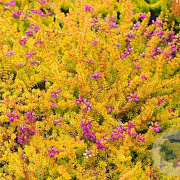 Erica cin. 'Golden Drop' GM P10,5