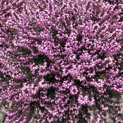 Erica carnea 'Ruby Glow' GM P9.5