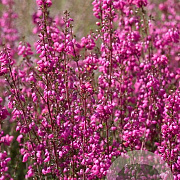 Erica cin. 'Stephen Davis' GM P10,5