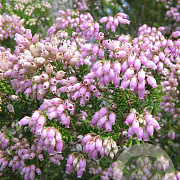 Erica terminalis GM P9.5 2 jaar