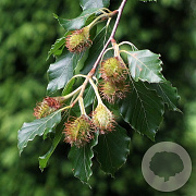 Fagus syl. 'Quercoides' 12-14 HO draadkluit 3 X verplant