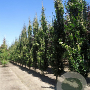 Fagus sylvatica 'Dawyck' 12-14 HO draadkluit 3 X verplant