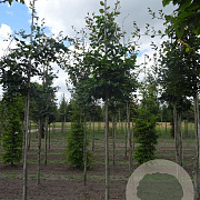 Fagus sylvatica 12-14 HO draadkluit 3 X verplant
