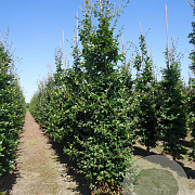 Fagus sylvatica 14-16 cm draadkluit beveerd 