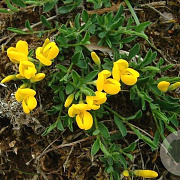 Genista pilosa GM P9.5 2 jaar