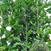 Ginkgo biloba 'Blagon' 10-12 cm container BEVEERD